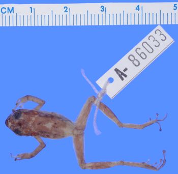 Media type: image; Herpetology A-86033